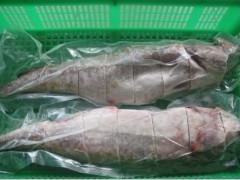 供應冷凍馬加魚與鱈魚批發 粗加工水產品的市場機遇與價值