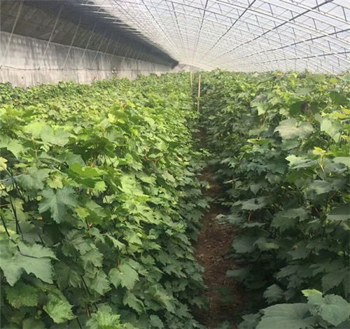 鐵嶺巨峰葡萄苗栽培技術與中草藥科技融合——豐華種苗售后技術指導與在線咨詢的價值