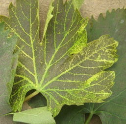 葡萄實(shí)用植保技術(shù)難題，有問(wèn)必復(fù)——中草藥科技領(lǐng)域的協(xié)同提升
